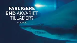 Farligere end akvariet tillader?