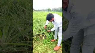 Best propagation Material for pineapple 🍍 How to grow pineapple home Pineapple #shorts #shortsvideo