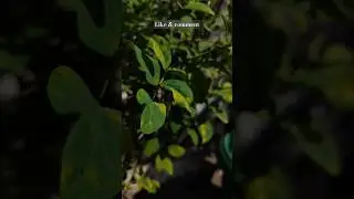 nature status | morning songs | song status #shorts #viral @niikvlogs