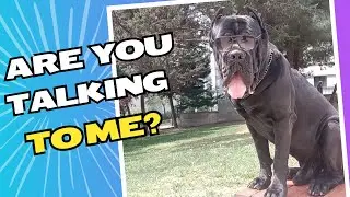 ARE YOU TALKING TO ME..? / CANE CORSO 