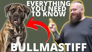 What You Didn't Know About Bullmastiff