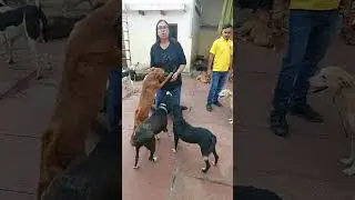Street Dog Feeding In Agra | Dog Helper team Agra | sponsor meal for Dog | Support Casper Home Agra