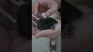 детёныш крота