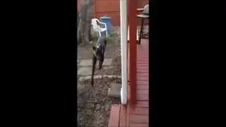 Meet Cooper! A Great Dane looking for his fur-ever family
