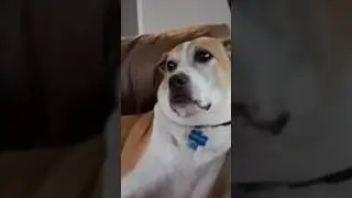 БОРЗЫЙ КОТЯРА ПРИСТРУНИЛ ПСОВ 😂😂😂 #кот #собака #животные