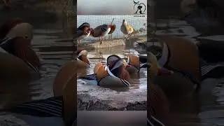 পৃথিবীর সবচেয়ে সুন্দর মান্দারিন হাঁস 
