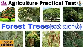 FOREST TREES (ಕಾಡು ಮರಗಳು) | Agriculture Practical Exam | Kannada_English | KCET Practical Exam | YM
