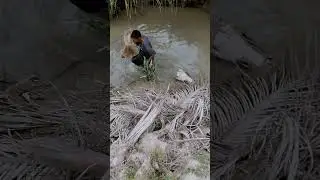fish ikan jala