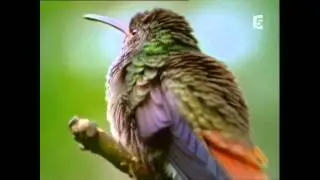 Colibris part 1 faits, Hummingbirds part 1 facts ,Quetzal, S. America
