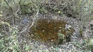Naujai atsivėręs šaltinėlis šalia sodo