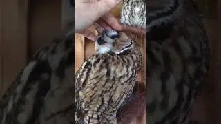 Как ушастая сова умеет мурлыкать))