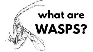 What Are Wasps?