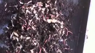 Worm Factory Worm bin