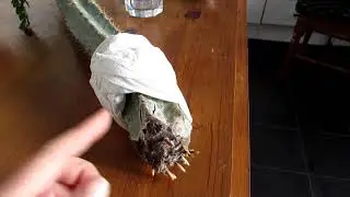 How to root Cereus Cactus Cuttings with NO soil or water