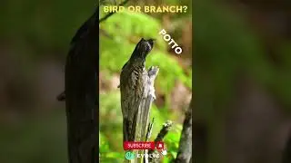 Potto Bird | Camouflage Bird | Tawny Frogmouth | #camouflage #birds #savebirds #shorts #viral