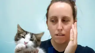 Hilarious Pet Moments | 1 Hour of FUNNY Animals