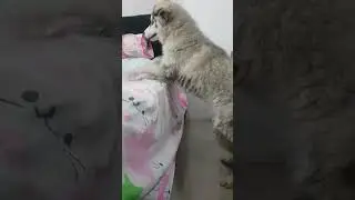 my husky puppy biting a lizard 