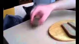 Коты воруют хлеб D Cats steal bread