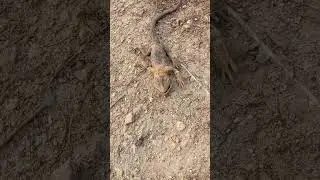 Это че настоящая ящерица?#популярный#shorts#