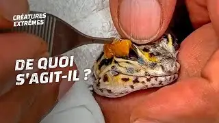 Ce serpent perd la vue à cause de sa mue