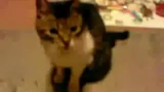 This guy kills a cat!