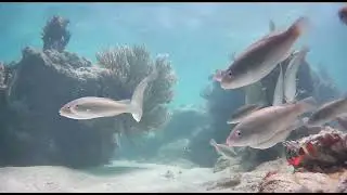 SPOT X Orpheus Subsea Camera