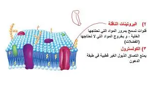 التراكيب الخلوية و العضيات