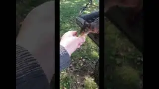 Приучаю рыжего бельчонка 2