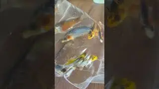 Вот такие красавчики уехали в  новый дом 