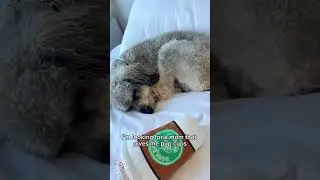Show your dog love even when you’re not home with 