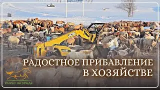 Разведение лошадей как бизнес/ У нас произошло радостное событие/ Коневодство в россии