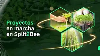 Presentacion split2bee