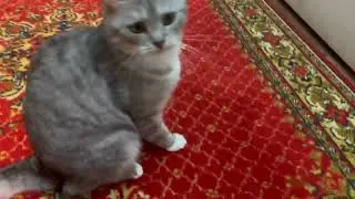 актив в жп уехал