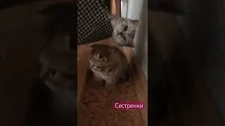 Что это такое?