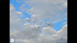 Поштові голуби на вечірній прогулянці.
