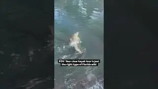 Bottlenose dolphin sightings on the Weeki Wachee river