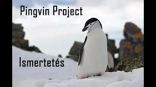 Pingvin Project 01 - A project ismertetése