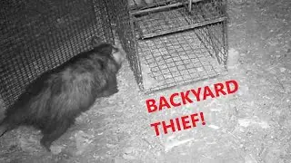 THIEF is TAKING our EGGS! I AM OVER IT!