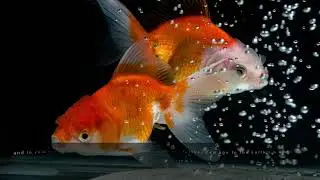 Endocrine Disrupting Compounds (EDCs): The Risks for Aquatic Fauna