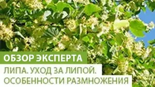 Липа. Уход за липой. Особенности размножения липы