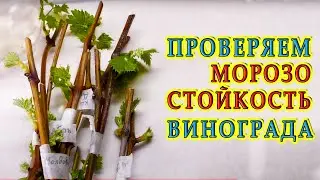 Проверка зимостойкости и морозоустойчивости винограда в домашних условиях