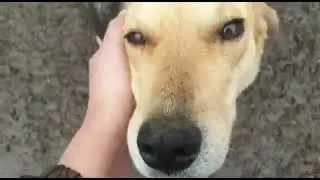 Сирена ждет, когда станет домашней.