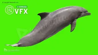 Dolphin Green Screen Video 🐬 Dolphin Jumping Chroma Key