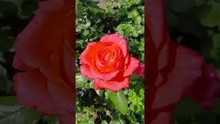 Роза