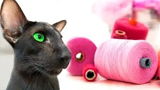 Oriental Cat Plays with Threads | Black Oriental Cat