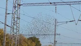 ято шумни птички