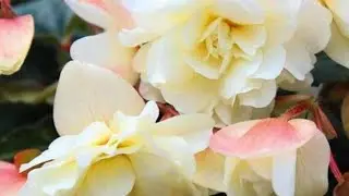 🌸Begonias🌸Plant care - feeding and treatment🌸