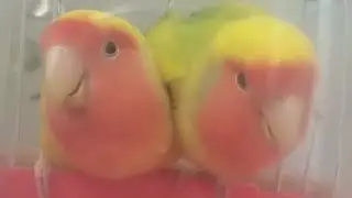 Lovebirds Lunch Mukbang