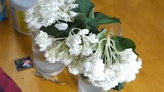 Bringing Dead Flowers to Life Timelapse