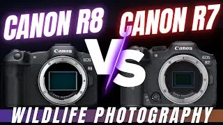 Canon R8 VS R7 - Which is the Best for Bird and Wildlife Photography?